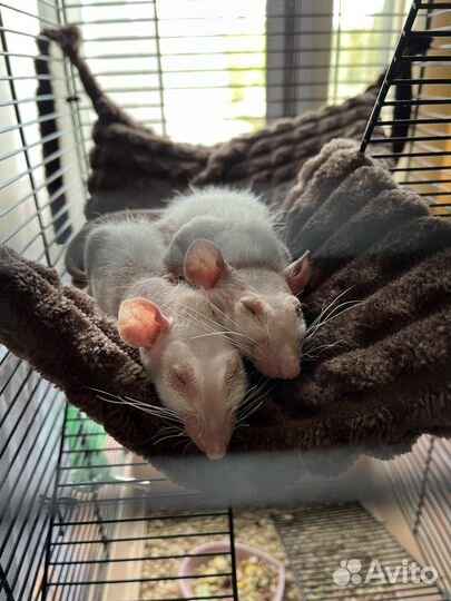 Крыски с клеткой