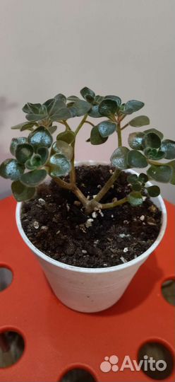 Кактусы и суккуленты