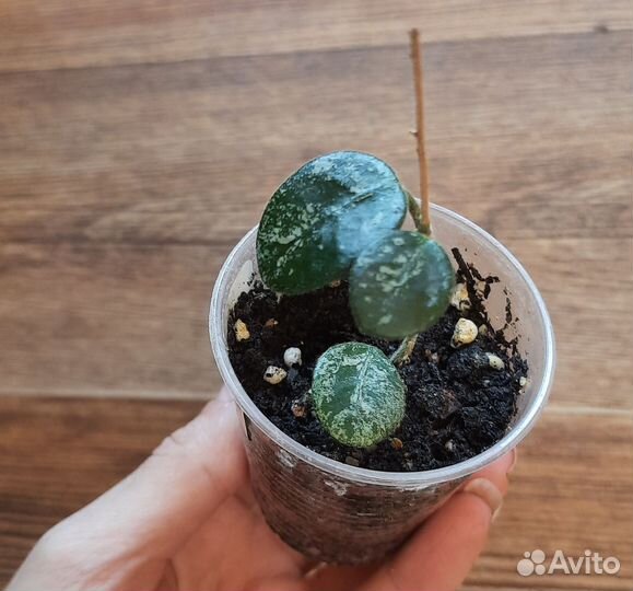 Хойи и дисхидии