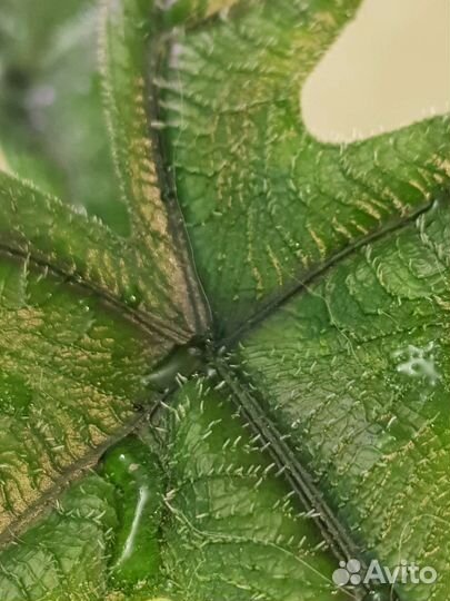 Алоказия Жаклин (A. Jacklyn)