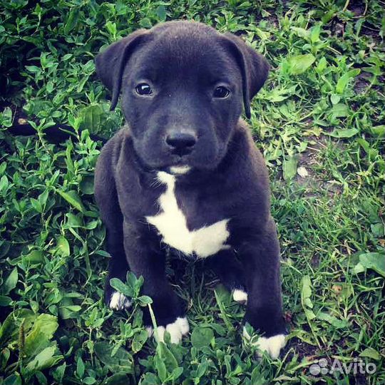 Питбуль Боня