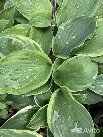 Хоста в горшках. зкс