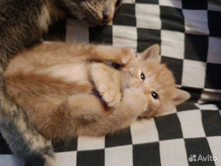 Гроза мышей