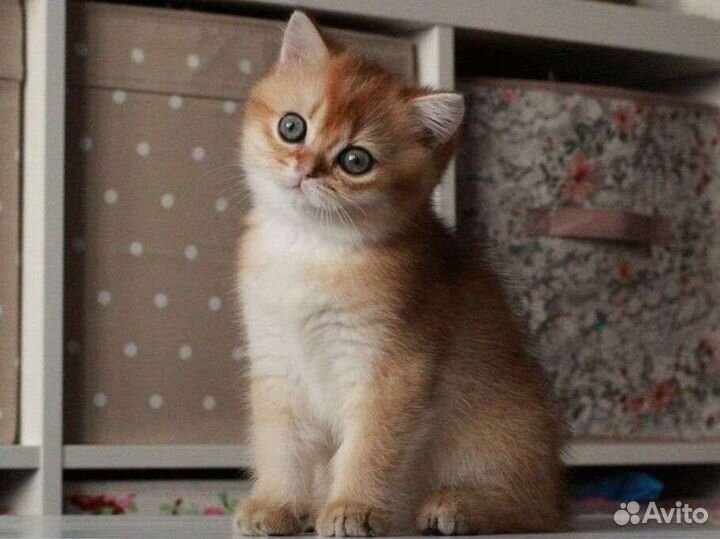 Британская золотая шиншилла