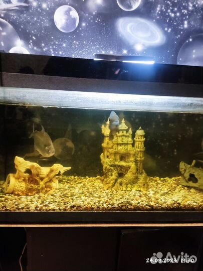 Аквариум