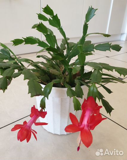 Декабрист, фуксия, Зербина, фиалка