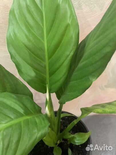 Спатифиллум