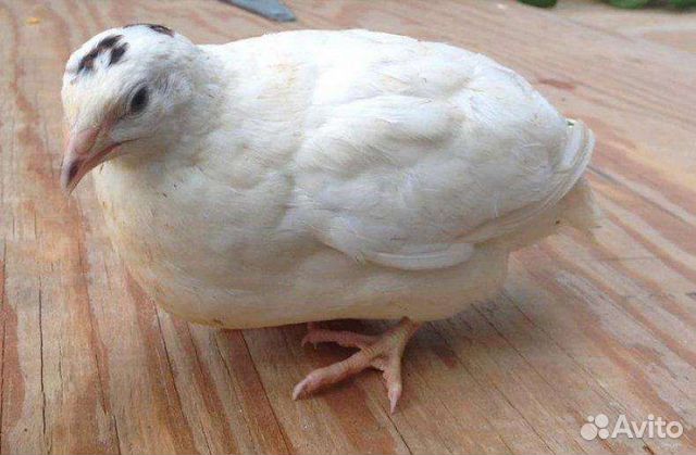 Тушки перепелов