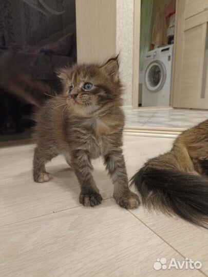 Котята мейн-кун