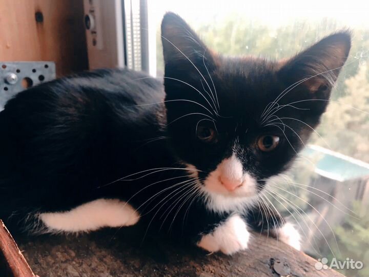 Котенок мальчик в добрые руки