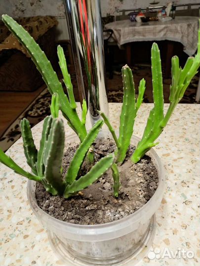 Традесканция зебрина,аптения,стапелия,бальзамин ко