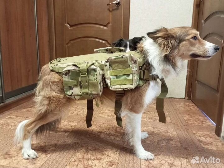 Тактическая шлейка для собак