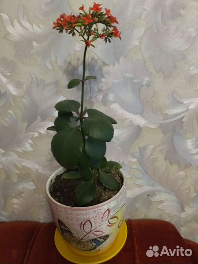 Спацифилум,Красула,колонхое, стапелия