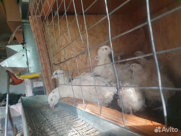 Перепёлки несушки