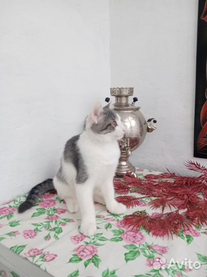 Котенок в добрые руки