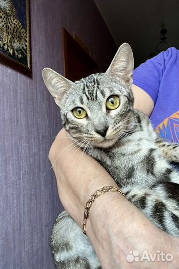 Бенгальская кошка