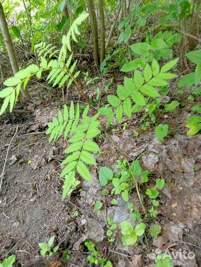 Рябина красная обыкновенная