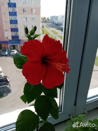 Гибискус китайская роза