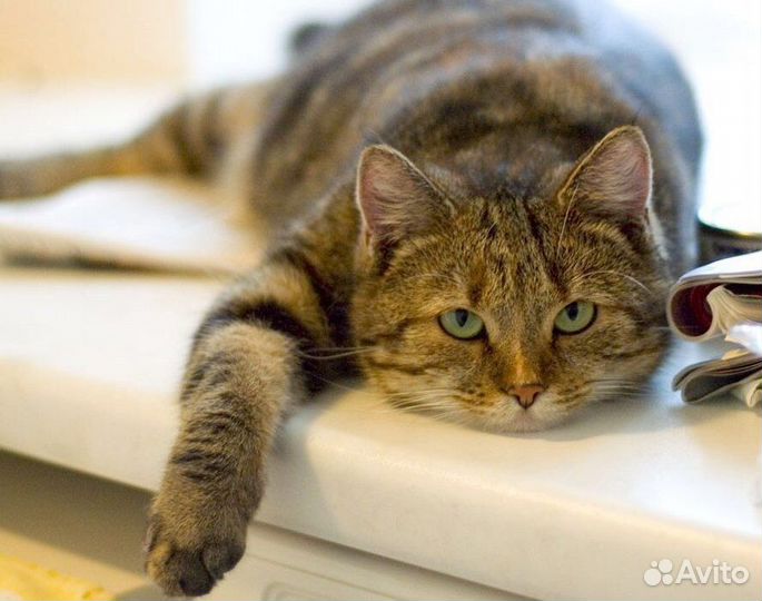 Передержка котов и кошек, грызунов