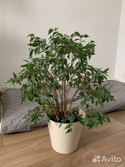 Фикус мелколистный