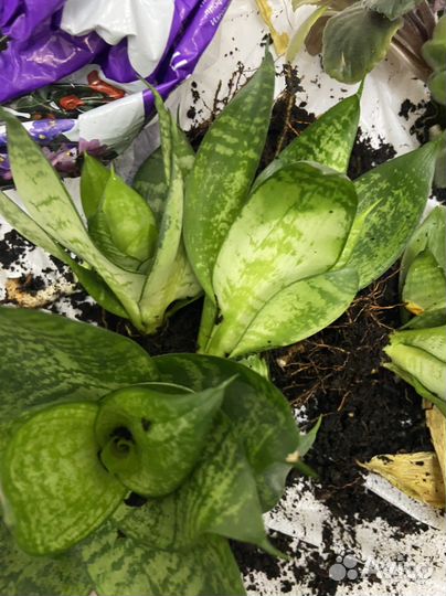 Сансевиерия робуста