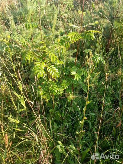 Саженцы Клен, Ирга, Рябина, Вишня