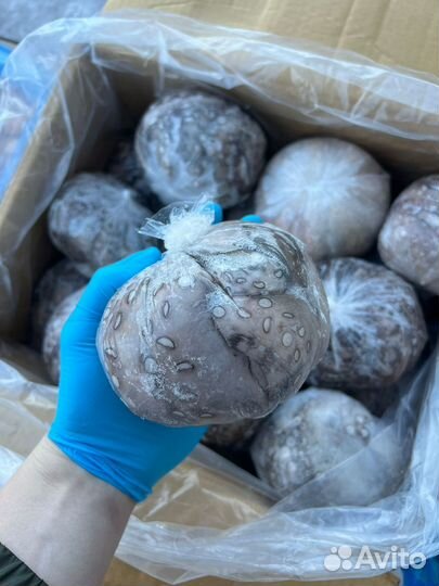 Оптом Осьминог очищенный целый с/м