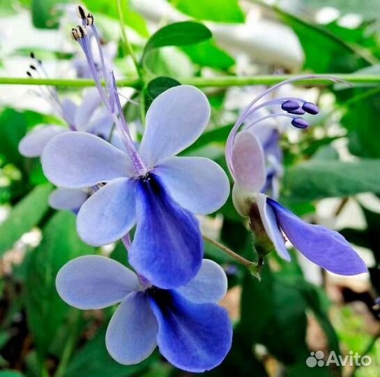 Клеродендрум угандийский