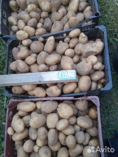 Семенной картофель:сарпо миро, сынок,уника