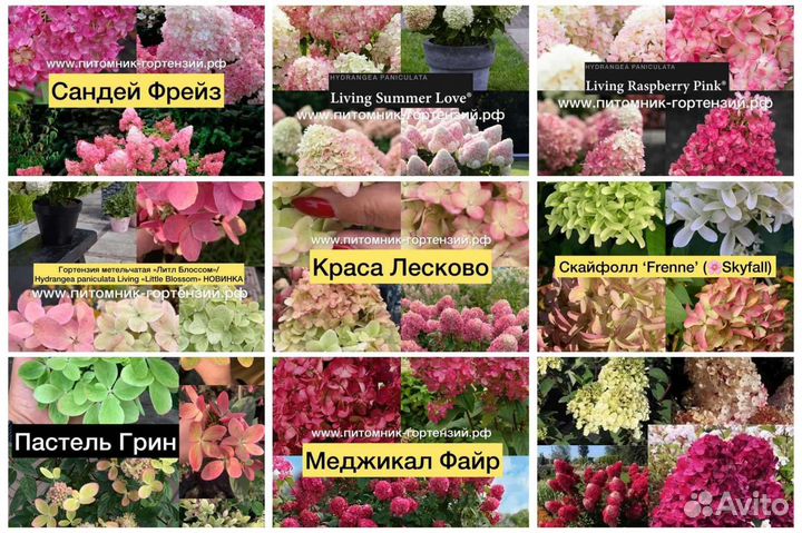 Метельчатые гортензии