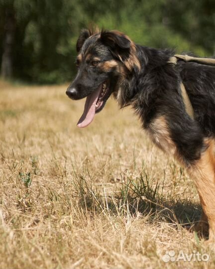 Застенчивая собака подросток ждет своих людей