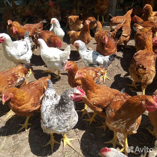 Мясо красных петушков и броллер