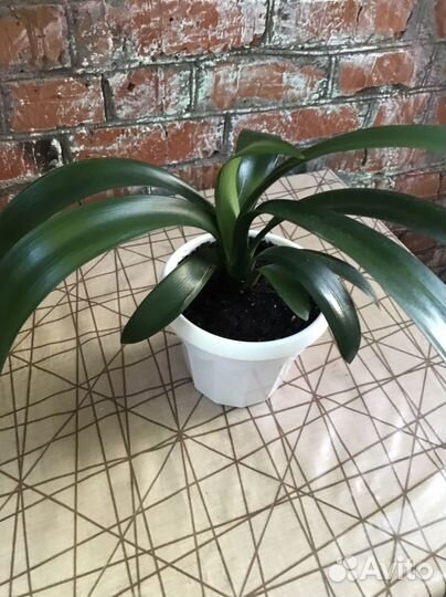 Кливия миниата