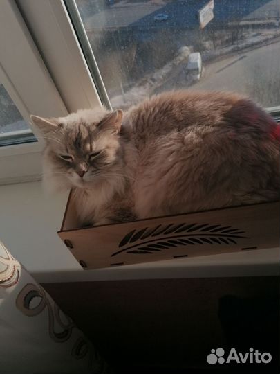 Кошка невская маскарадная