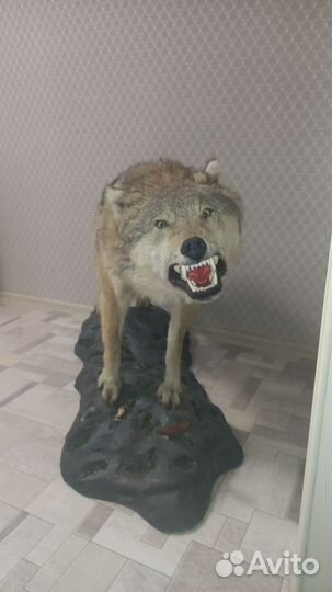 Чучело волка