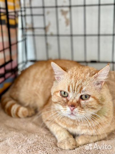 Отдам в добрые руки