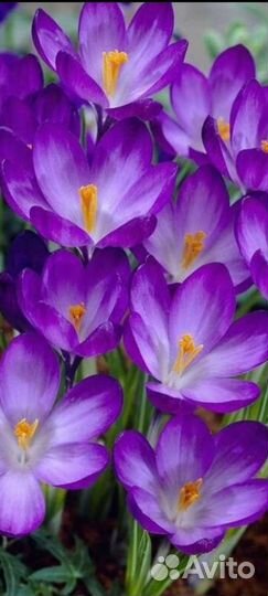 Редкие луковичные