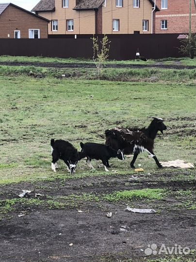 Коза с козлятами