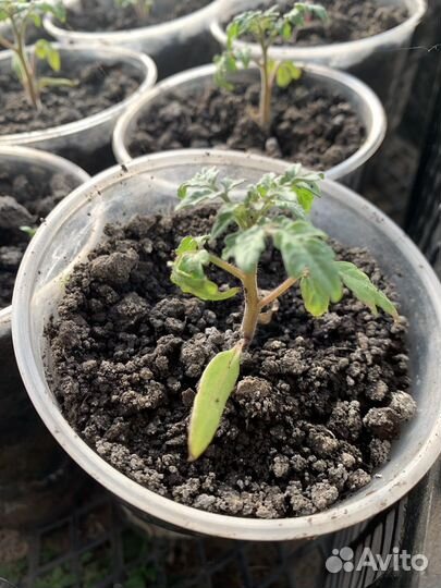 Рассрада для зимнего огорода на подоконнике