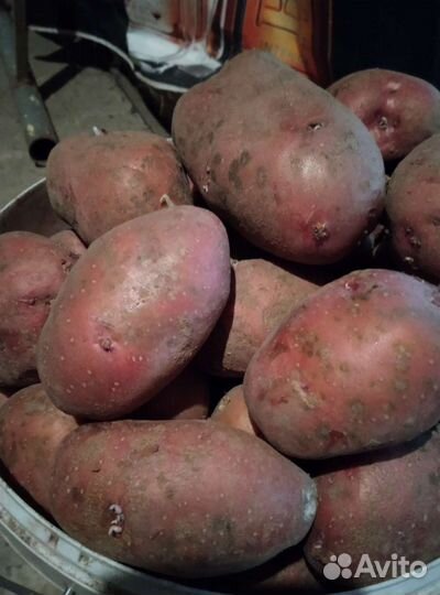 Картофель