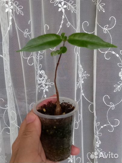 Петопентия