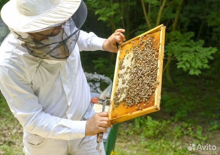 Мёд натуральный алтайский оптом