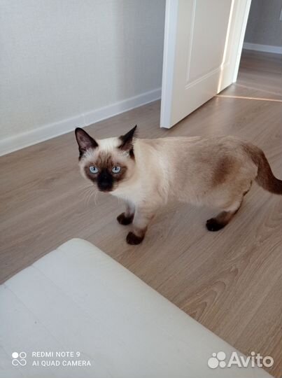 Тайский кот вязка