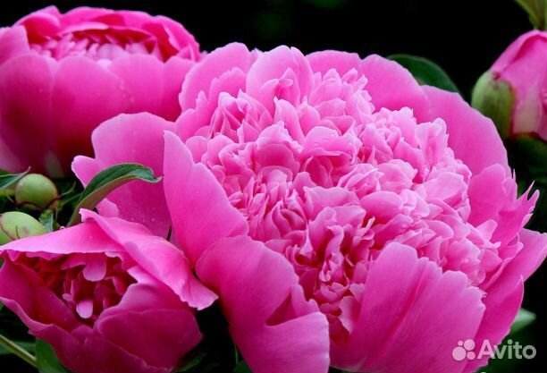 Многолетники: Лаванда Пионы Примула Дороникум