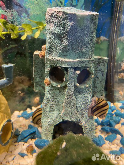 Улитки спикси аквариумные