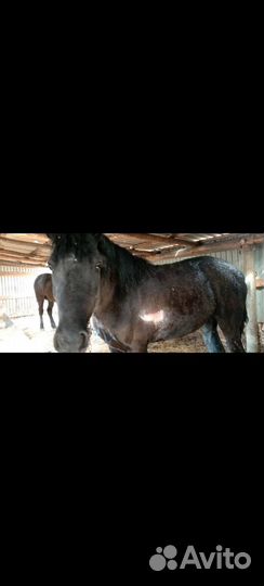 Лошадь жеребец