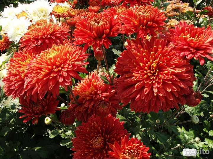 Хризантемы