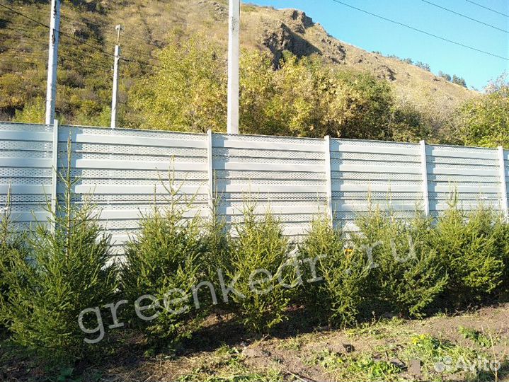 Саженцы Ель Сибирская 150см