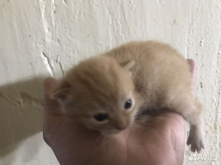 Кошка в дар бесплатно