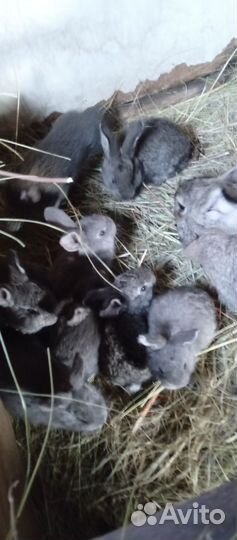 Кролики крупной породы